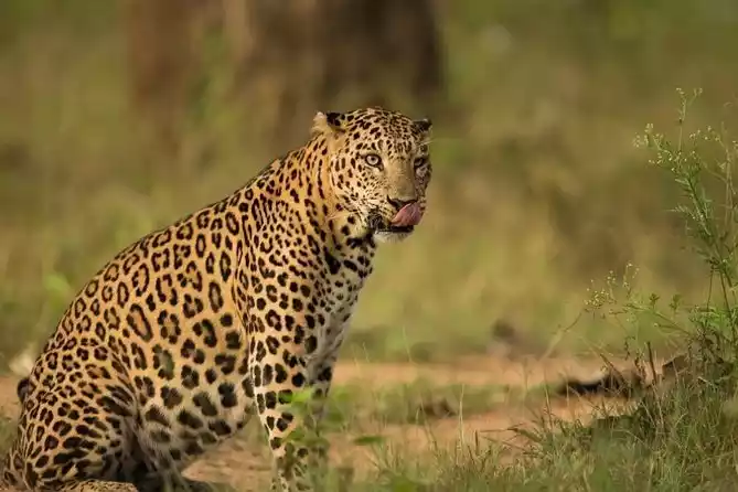 Jhalana Leopard Conservation Reserve